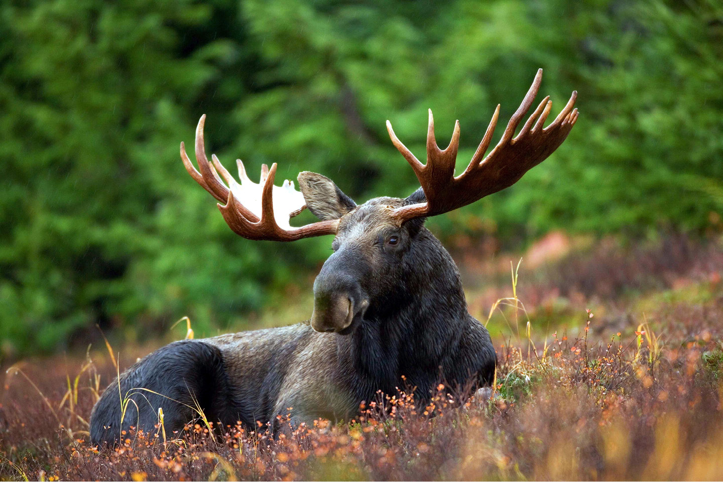 Moose hunting