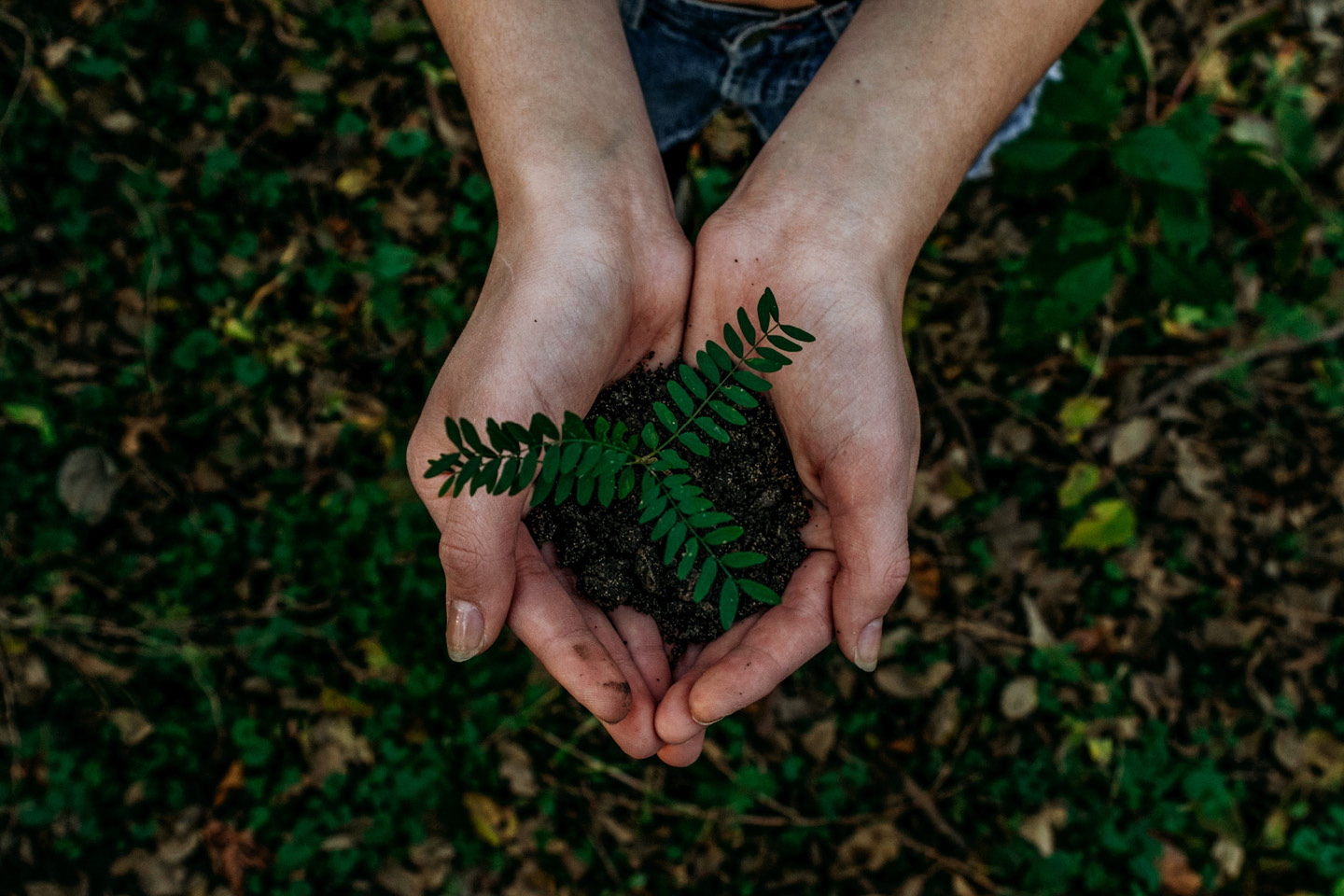 Tentree commitment