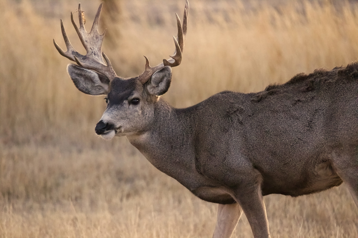 Chasse chevreuil