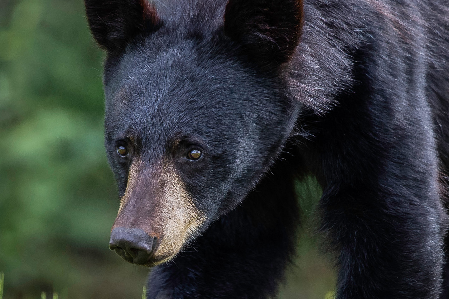 Chasse ours noir