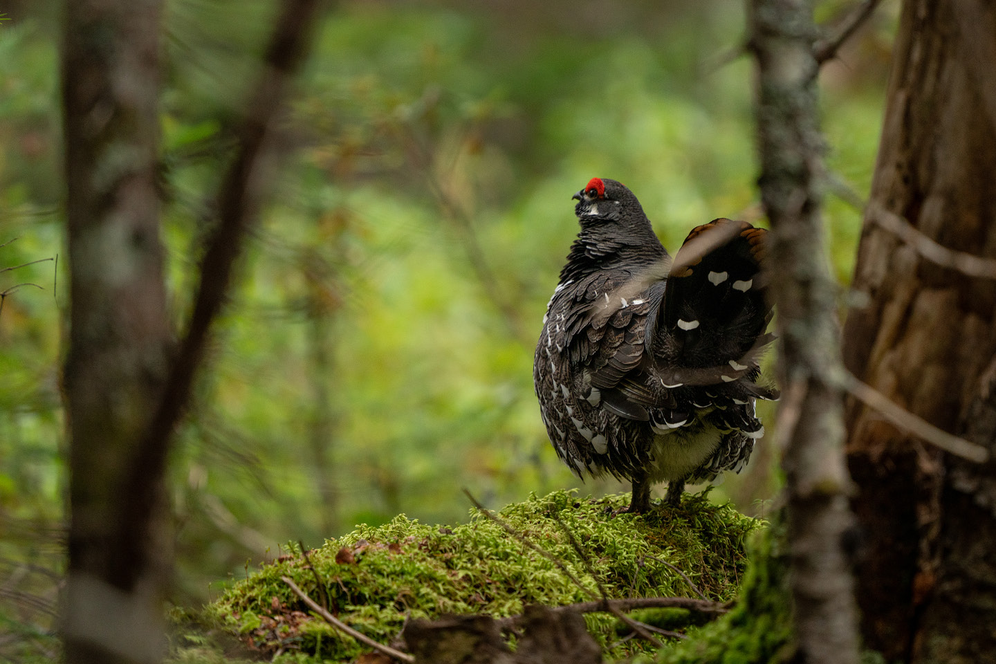 chasse petit gibier