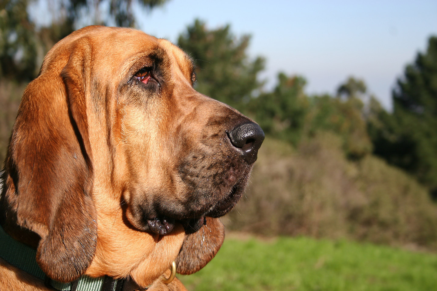 Chien de St-Hubert