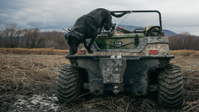 Meilleures Races Chiens de chasse