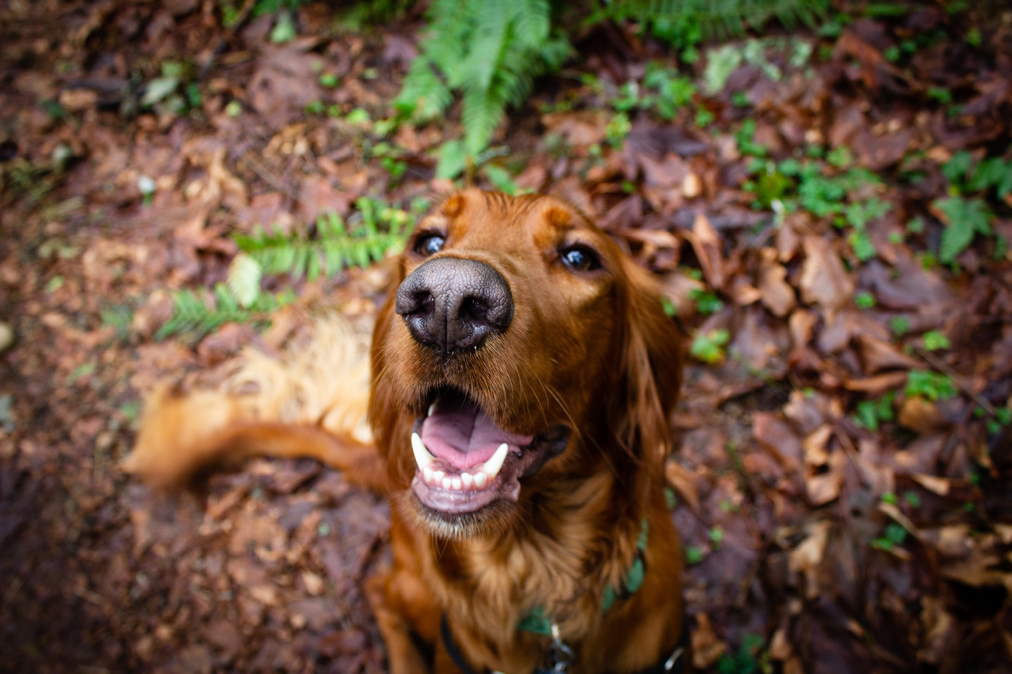 Setter Irlandais