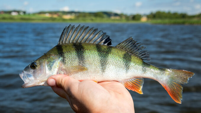 Yellow Perch Equipment