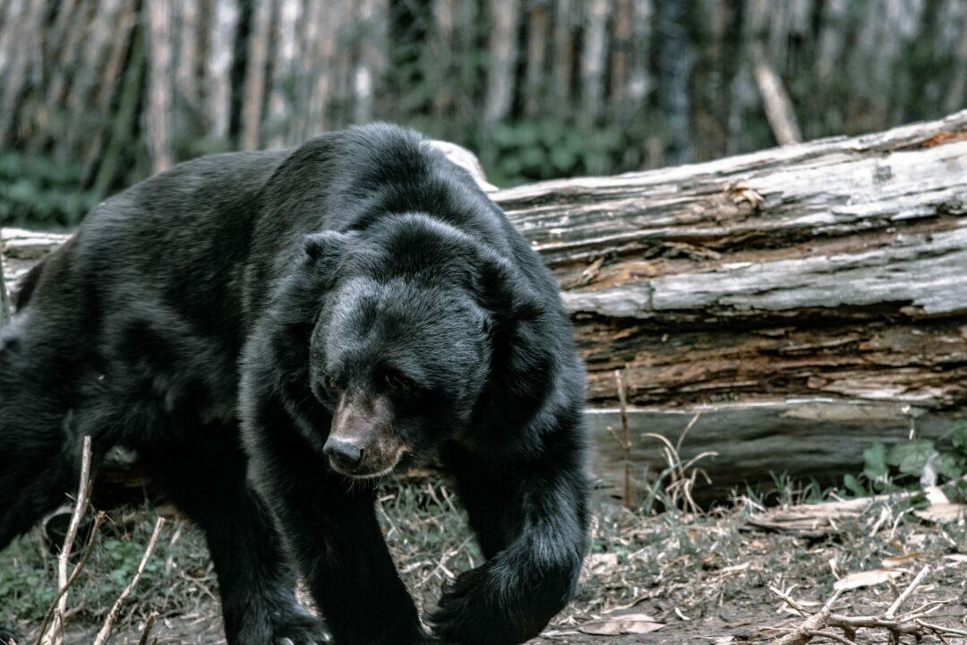 black bear habitat