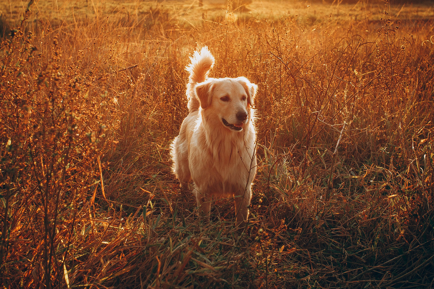 Golden Retriver