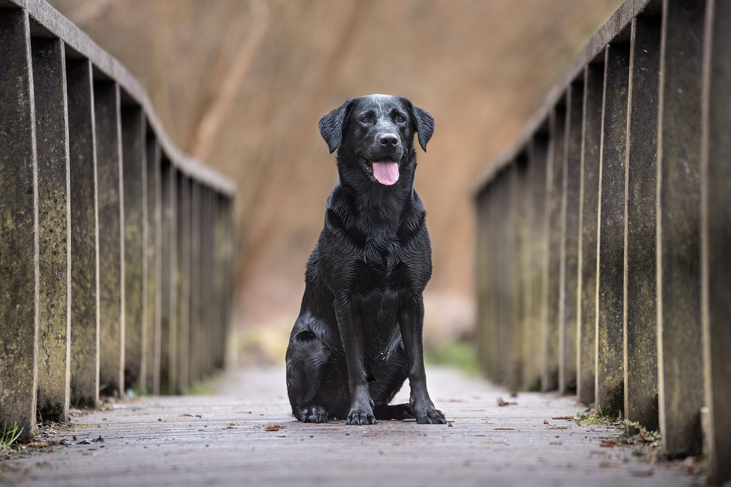 labrador