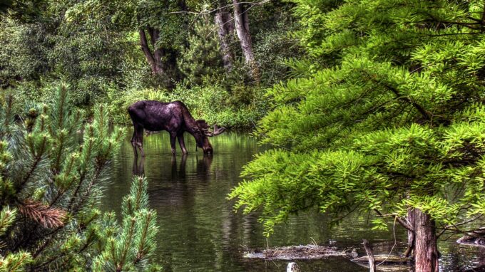 Moose Hunting Destinations