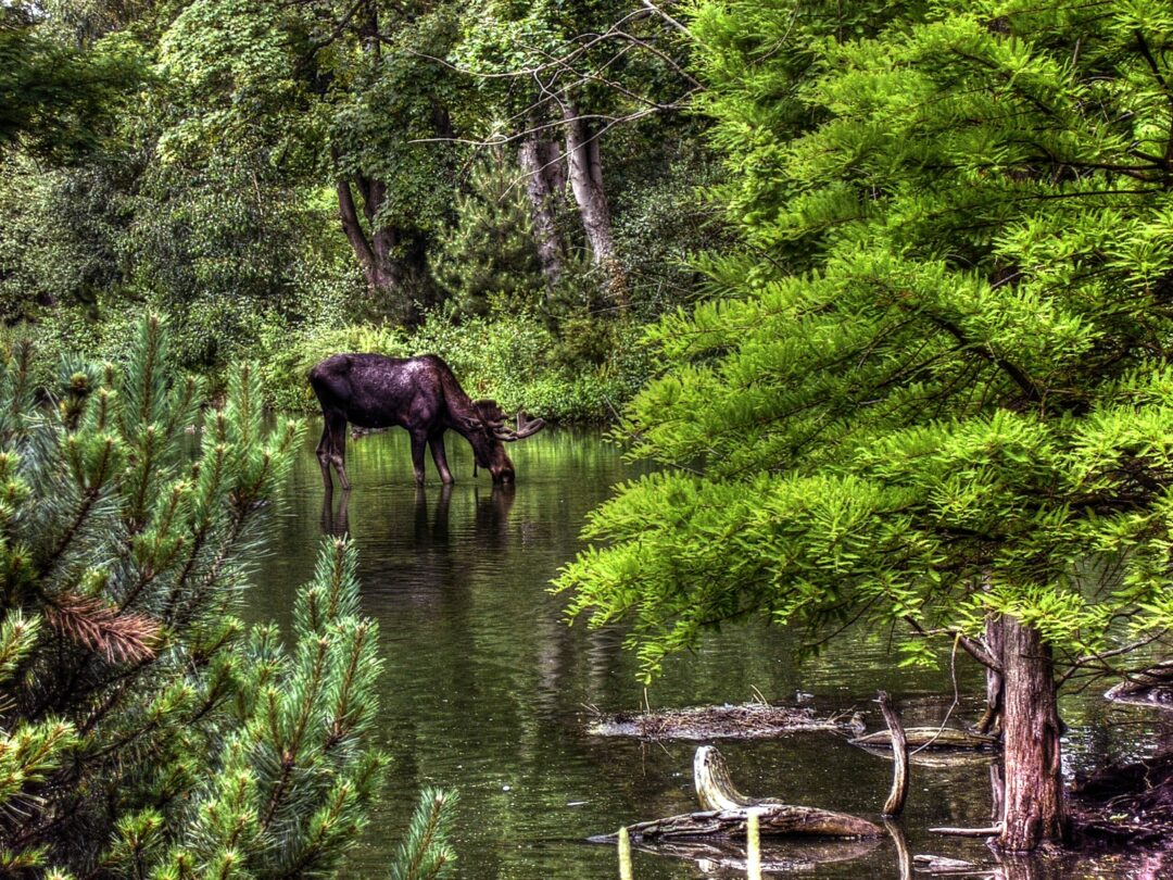 The 6 top spots for moose hunting in Québec and Ontario SAIL Blog