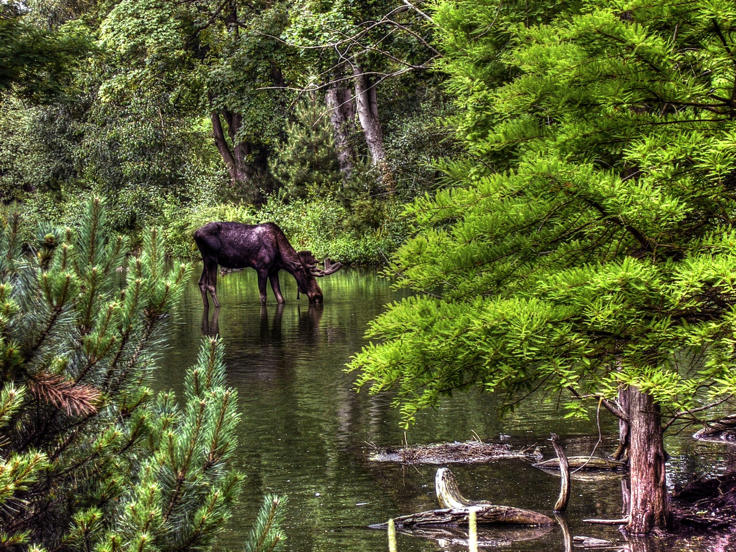Moose Hunting Destinations