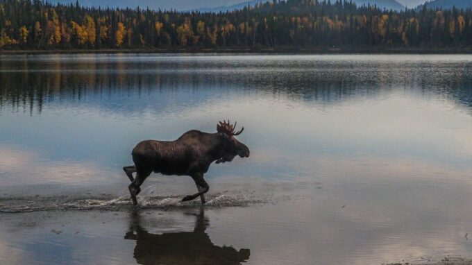 Moose Hunting Tips