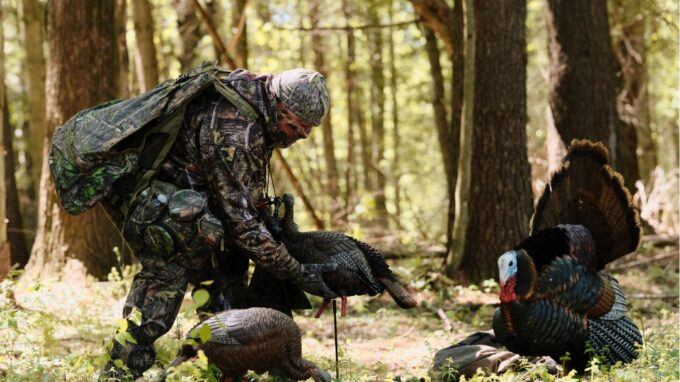 How to hunt wild turkey