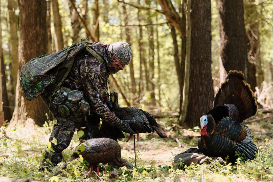 How to hunt wild turkey