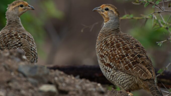 Ruffed grouse hunting