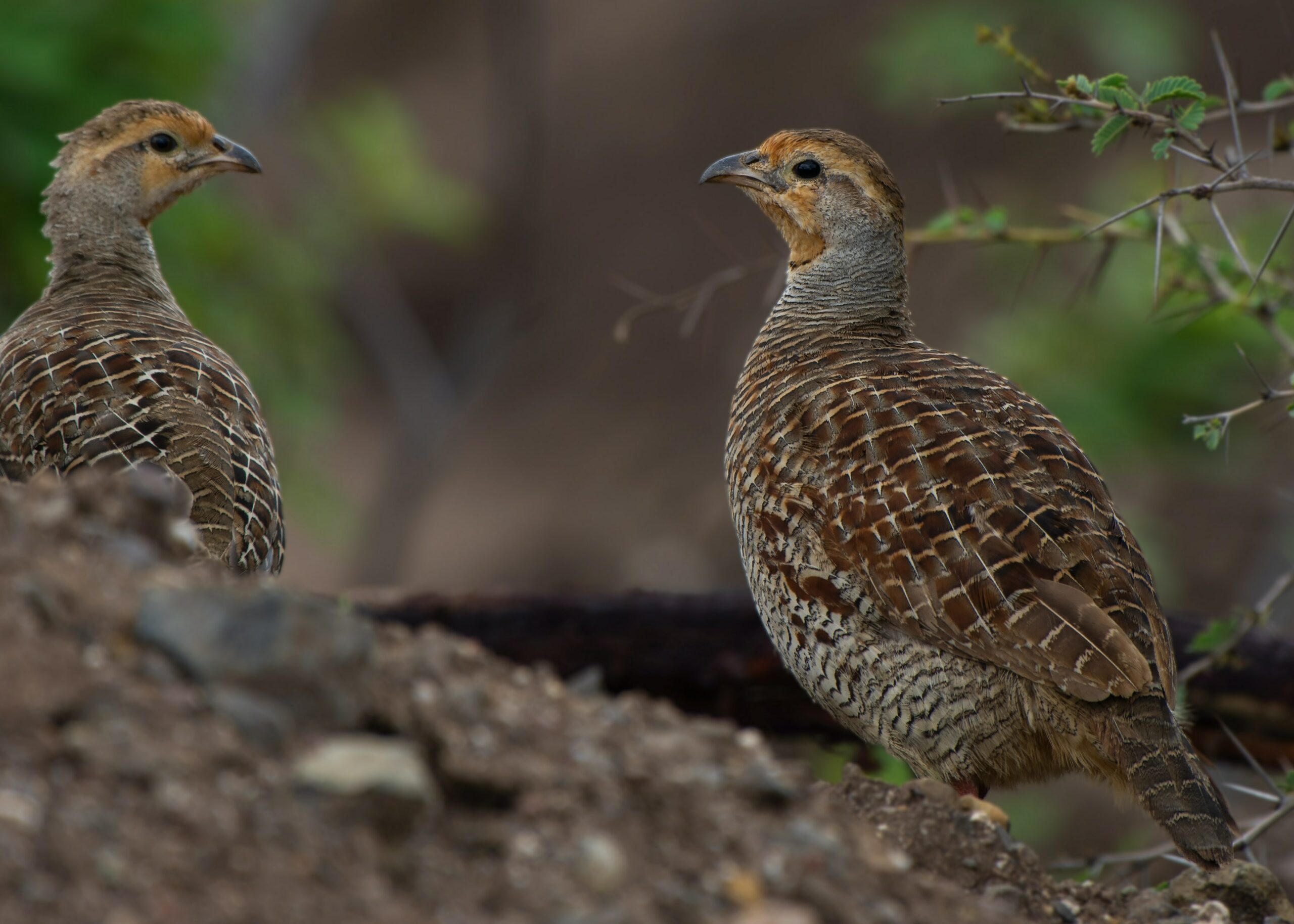 Ruffed grouse hunting