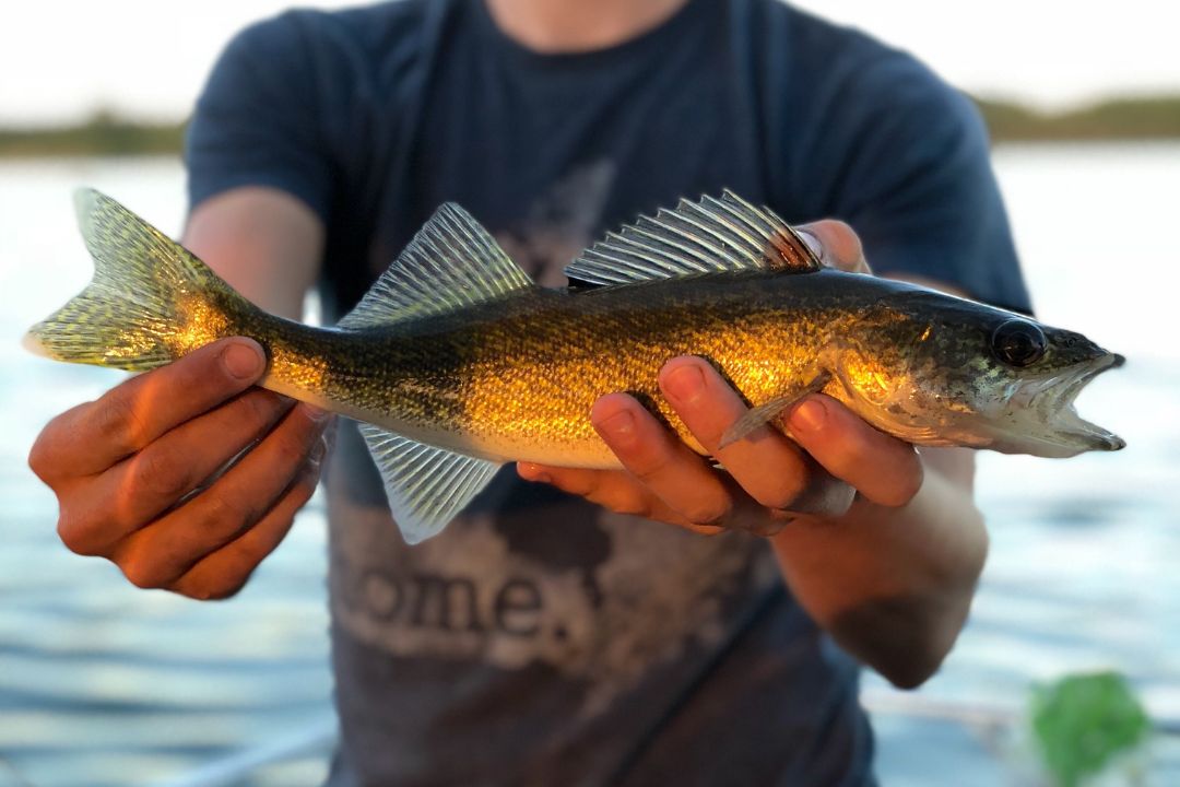 best walleye lures