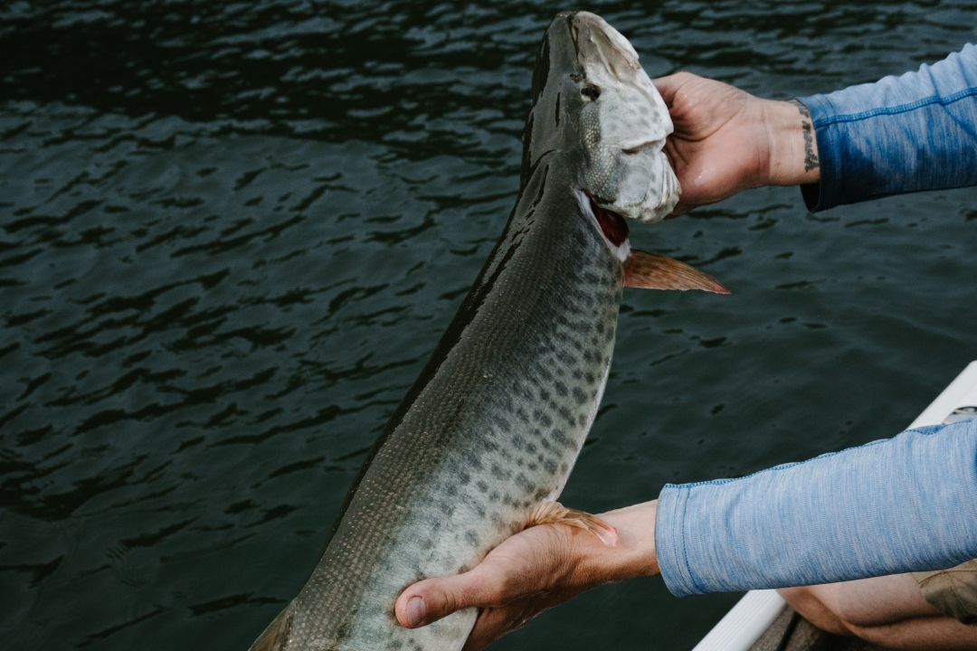 techniques maskinongé