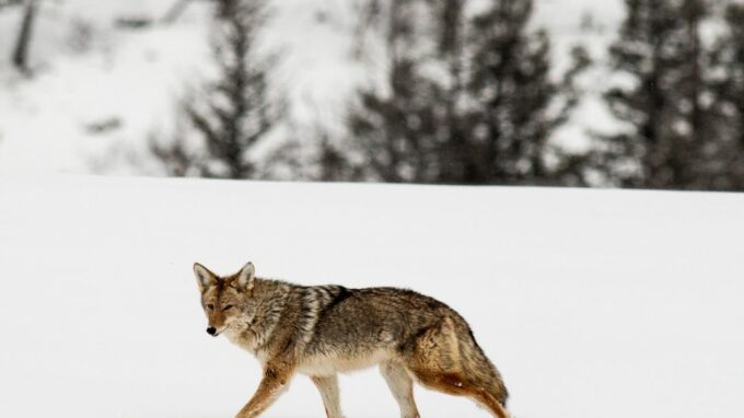 Chasse Coyote Techniques