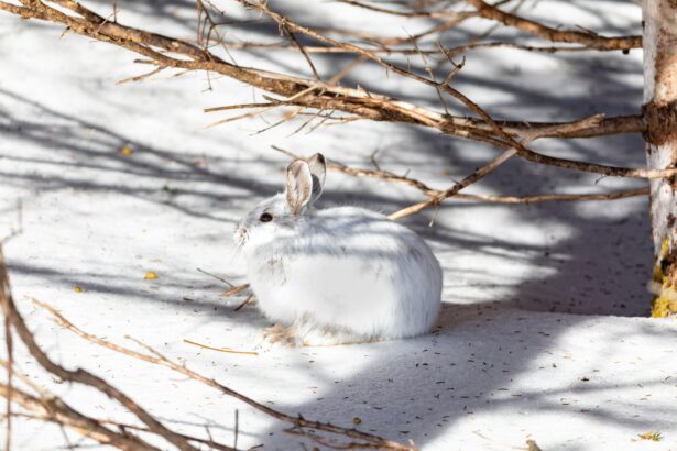 hunting Snowshoe hare