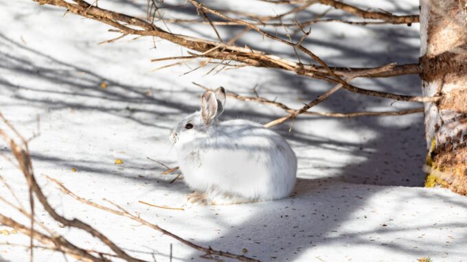 hunting Snowshoe hare