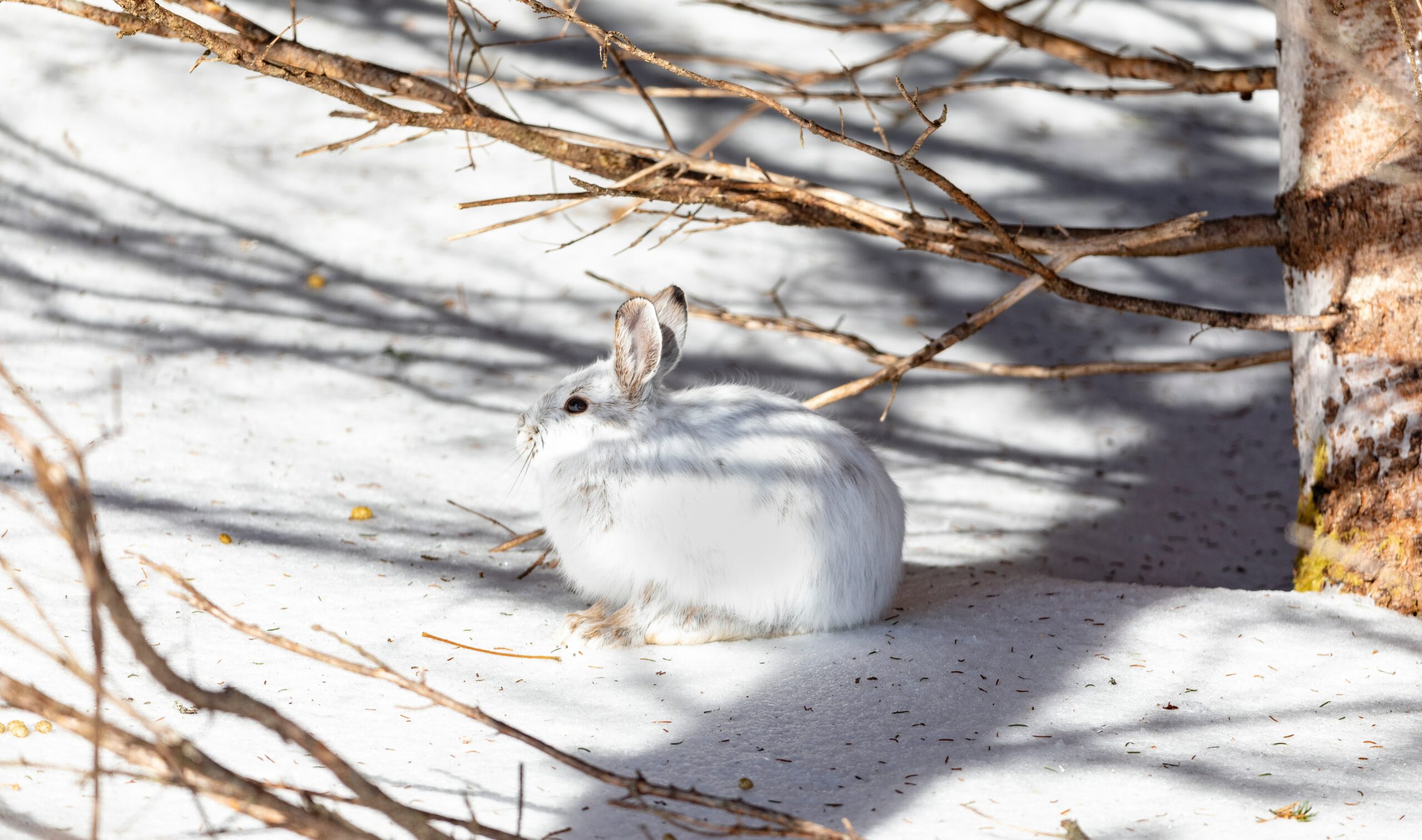 hunting Snowshoe hare