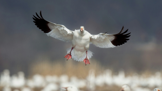 Snow Goose Hunting