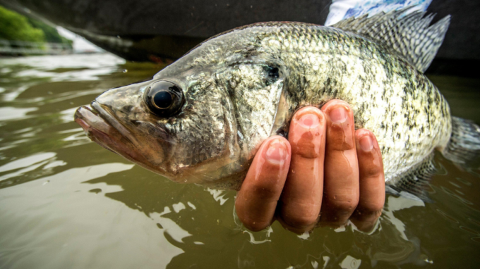 CRAPPIE FISHING TECHNIQUES AND TIPS