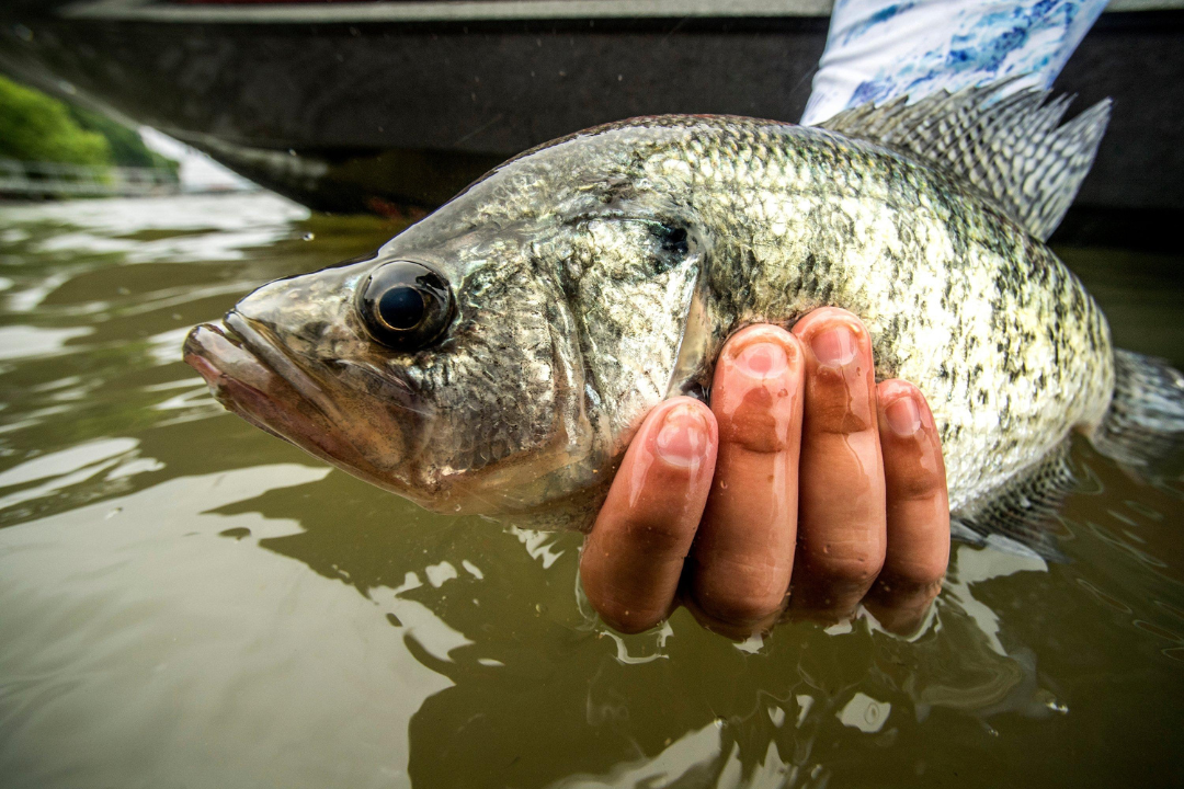 Crappie Fishing Techniques & Tips