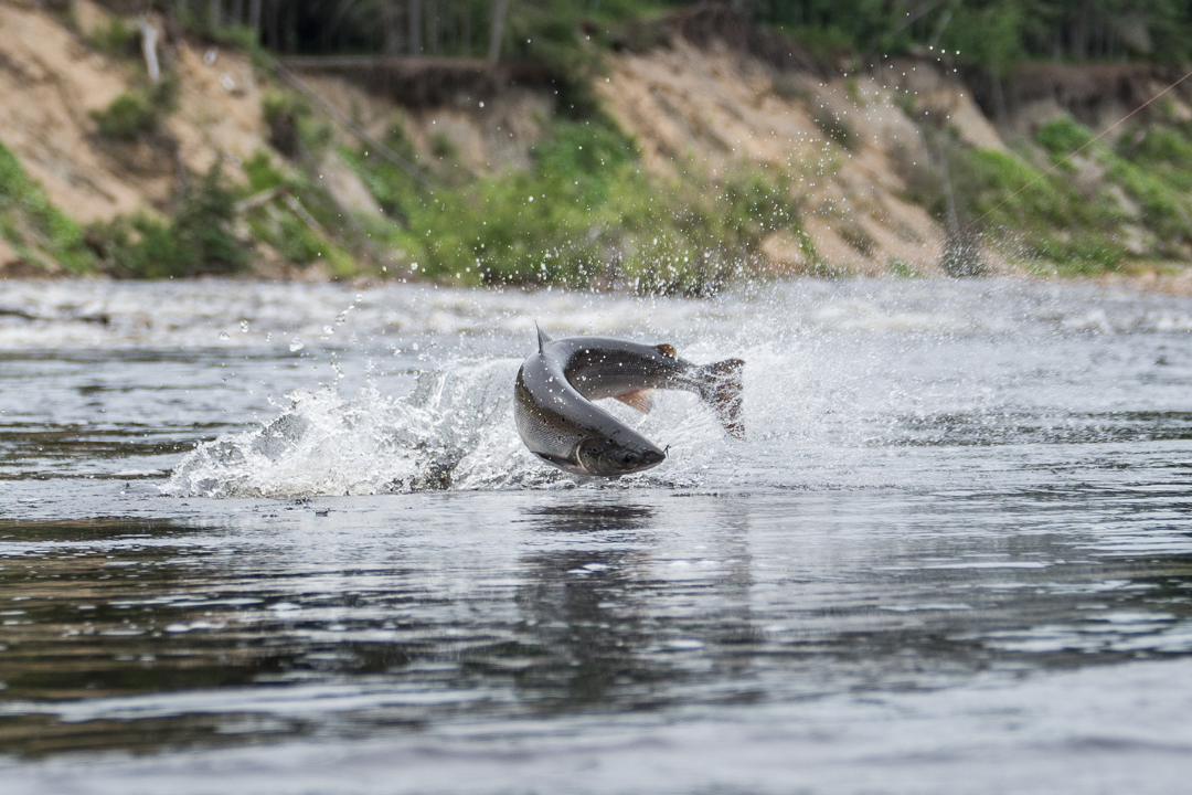 salmon fishing