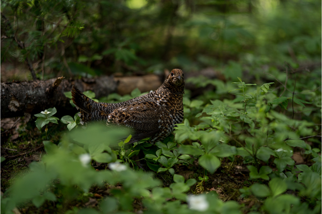 Grouse hunting