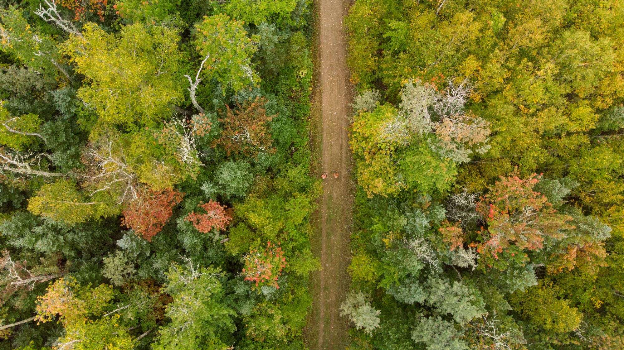 Chasse à la perdrix