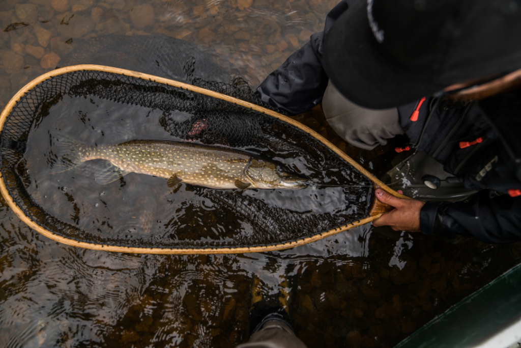 an angler wearing a Hooké cap and waders shows a northern pike resting in a landing net in the water after being caught while fly fishing