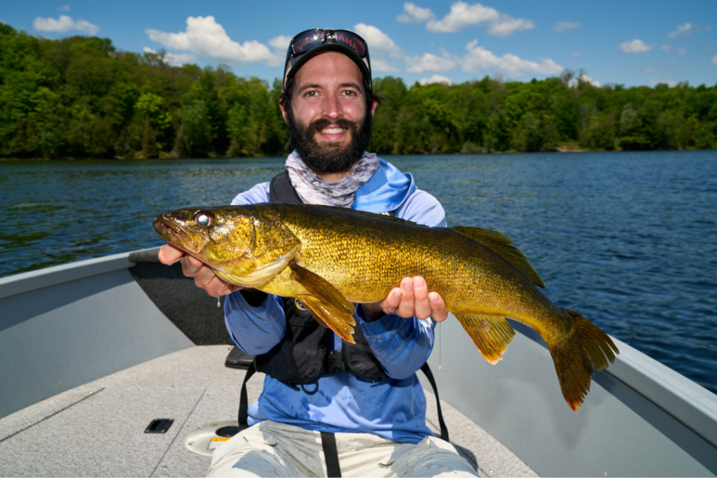 angler in a boat holding a large walleye during a summer walleye fishing trip