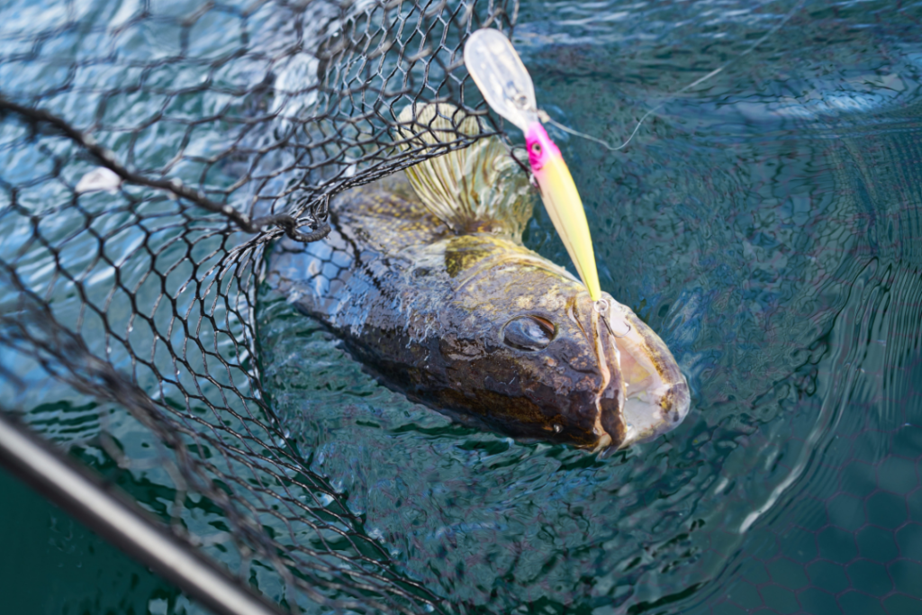 un doré jaune dans une épuisette pêché avec un leurre plongeant