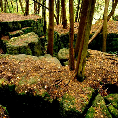 bruce trail forest