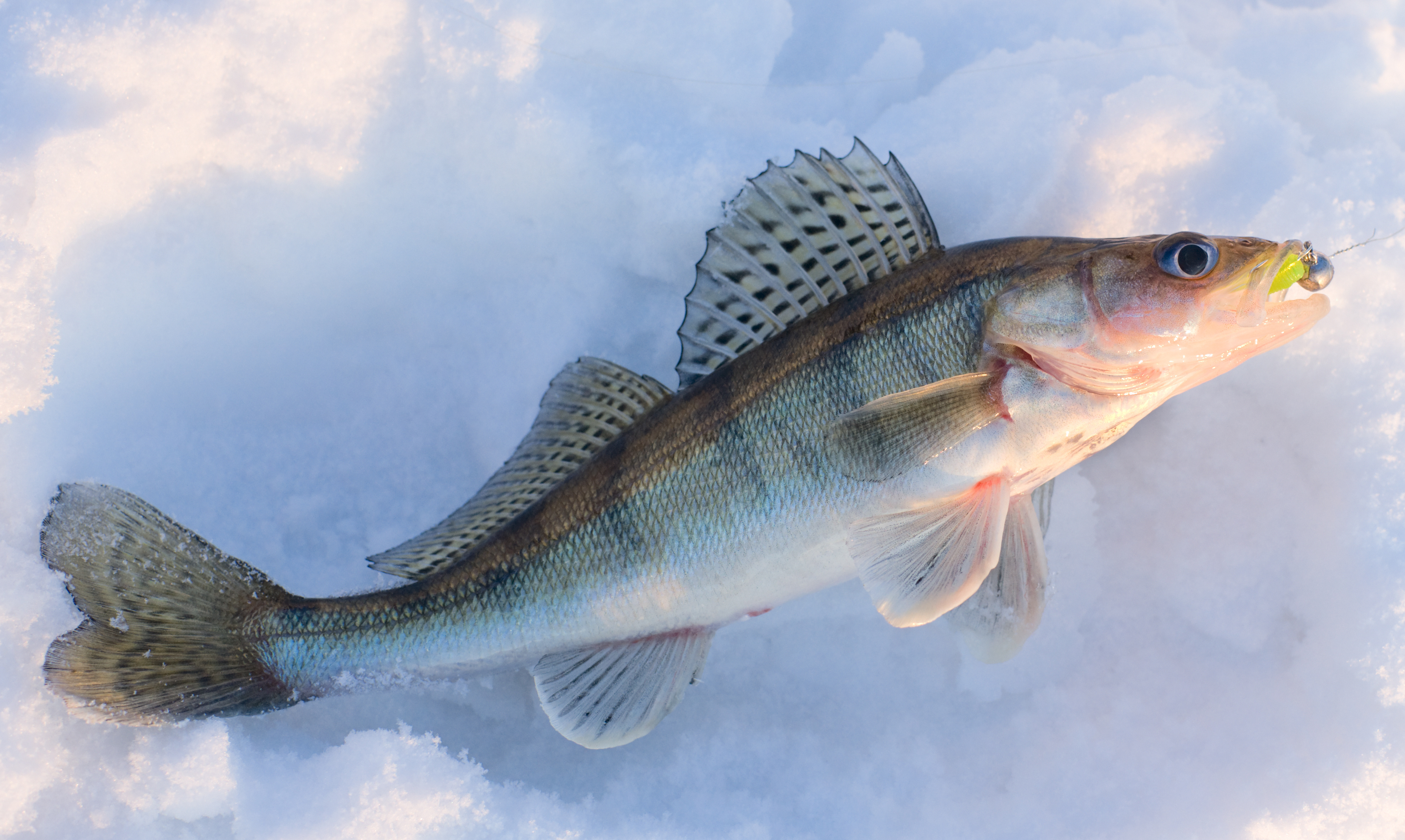Ice Fishing - Walleye
