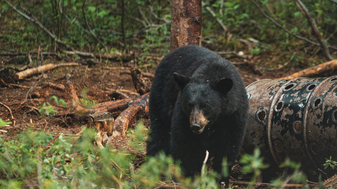 Black Bear Hunting