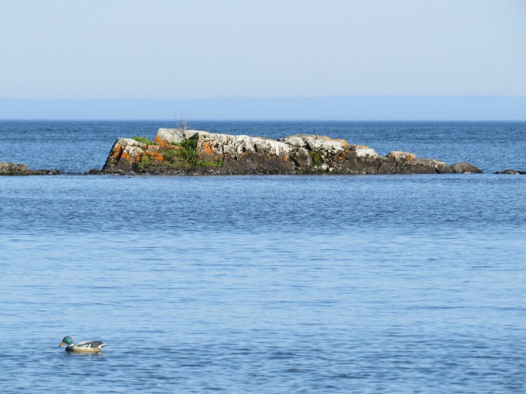 Canard à Pancake Bay sur le lac Supérieur, en Ontario