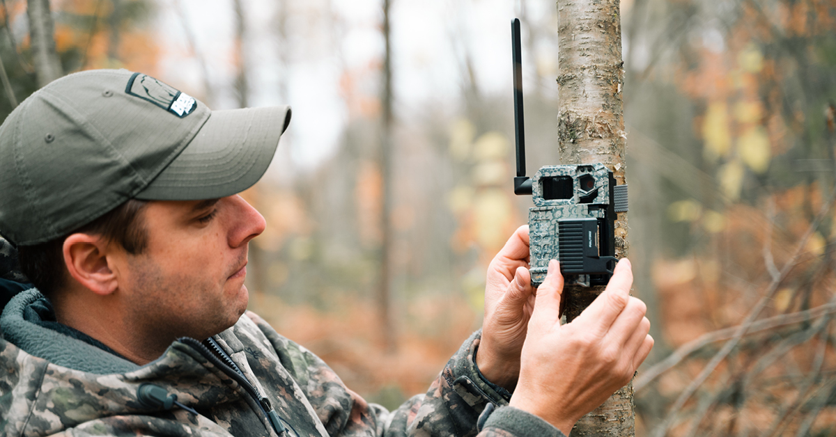 Chasseur installant une caméra de chasse sur un arbre pour repérer le chevreuil
