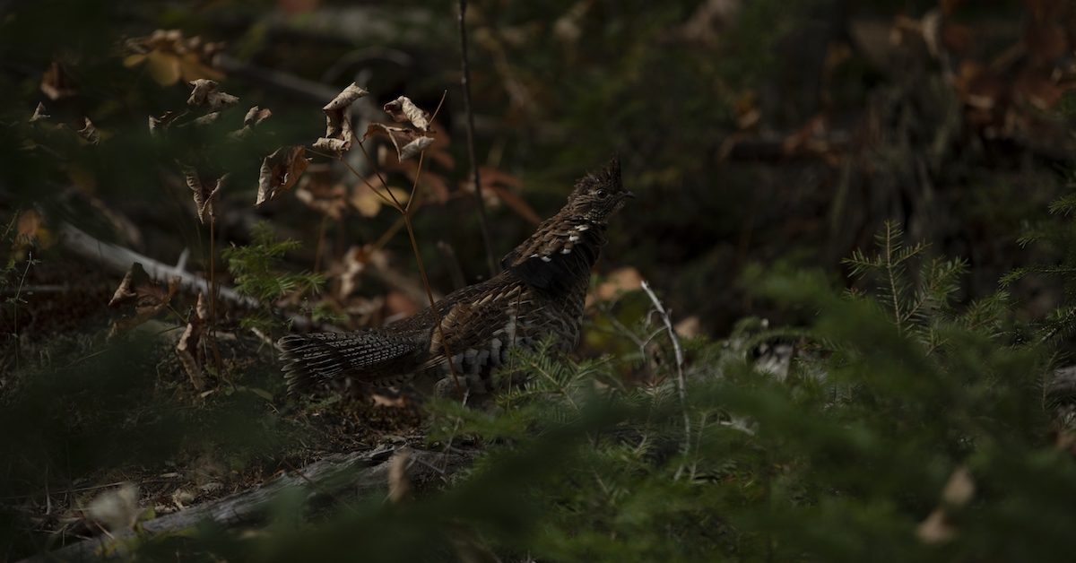Small game hunting destinations to discover