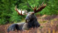 Moose Hunting