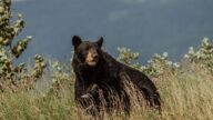 Black Bear Hunting