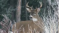 White-Tailed Deer Hunting