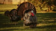 Wild Turkey Hunting