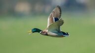 Migratory Bird Hunting