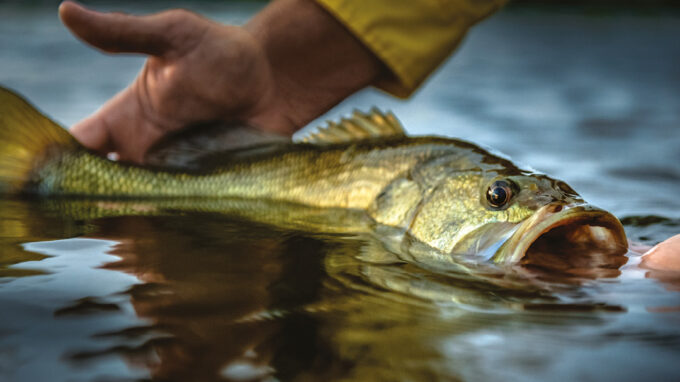 Large Mouth Bass