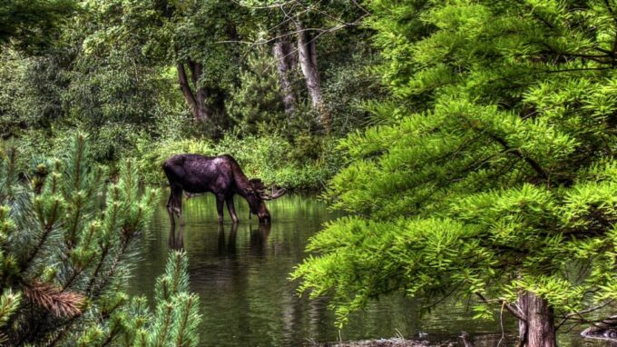 Destinations chasse orignal