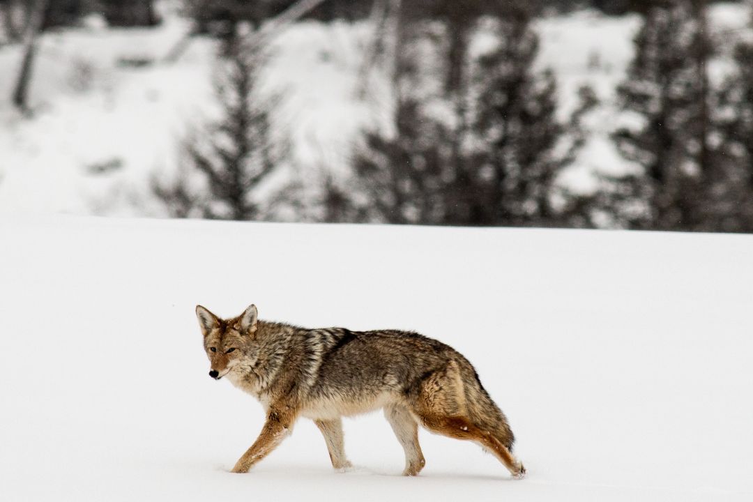 Chasse Coyote Techniques