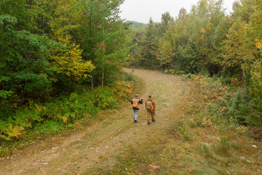 Chasse à la perdrix en forêt d'Abitibi-Témiscamingue
